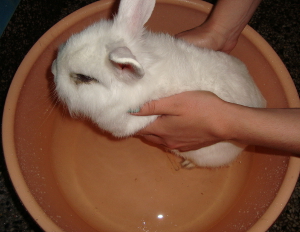 Къпане на декоративен заек