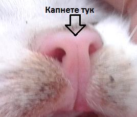 Лечение на запушен нос на котка в следствие от котешки грип