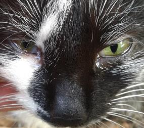 Възпаление на очите на котка в следствие от котешки грип
