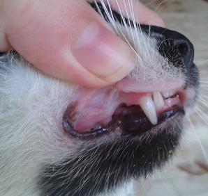 Зъби на зряла котка
